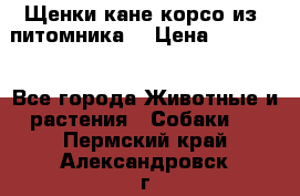 Щенки кане корсо из  питомника! › Цена ­ 65 000 - Все города Животные и растения » Собаки   . Пермский край,Александровск г.